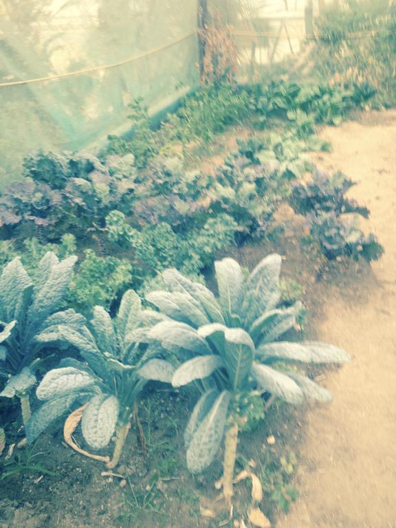Surfer'S Paradise, Yoga&Food Garden@Costa Azul, Los Cabos San Jose del Cabo Ngoại thất bức ảnh